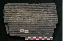 Foto (Detailansicht) von Sigillaria elongata Brongniart (NHMW-GEO-2024-0188-11051)